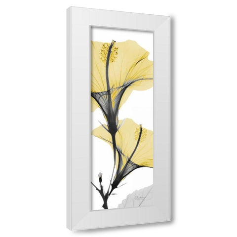 Hibiscus Yellow White Modern Wood Framed Art Print by Koetsier, Albert