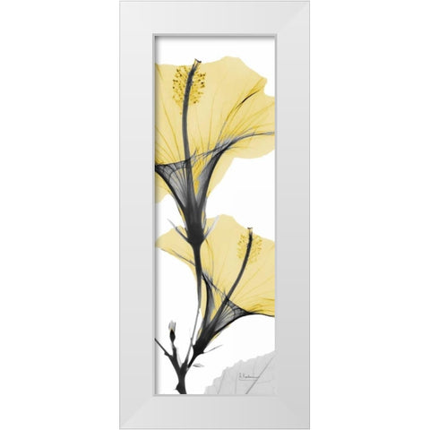 Hibiscus Yellow White Modern Wood Framed Art Print by Koetsier, Albert
