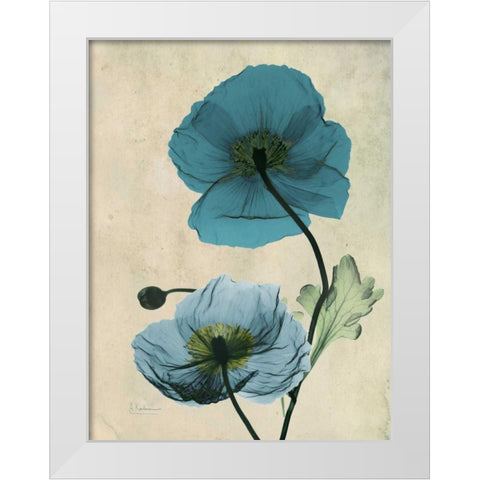 Iceland Poppy White Modern Wood Framed Art Print by Koetsier, Albert