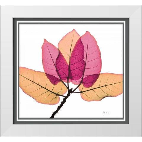 Ficus Burkey White Modern Wood Framed Art Print by Koetsier, Albert