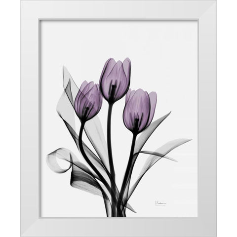 Three Purple Tulips H14 White Modern Wood Framed Art Print by Koetsier, Albert