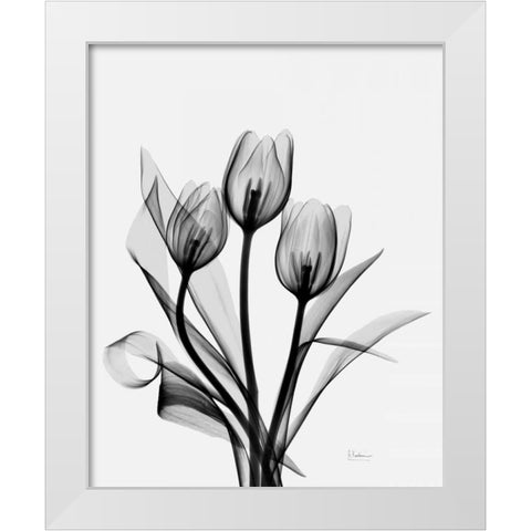 Three Gray Tulips H14 White Modern Wood Framed Art Print by Koetsier, Albert