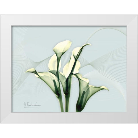 Calla Lily L275 White Modern Wood Framed Art Print by Koetsier, Albert