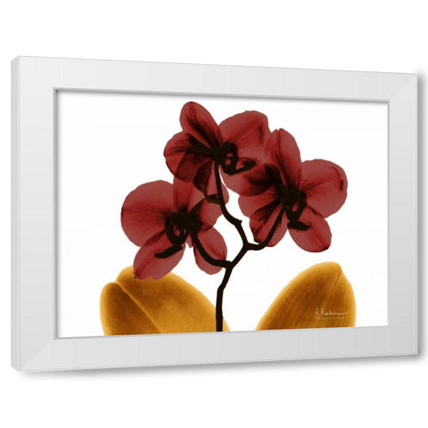 Orchid Fall White Modern Wood Framed Art Print by Koetsier, Albert