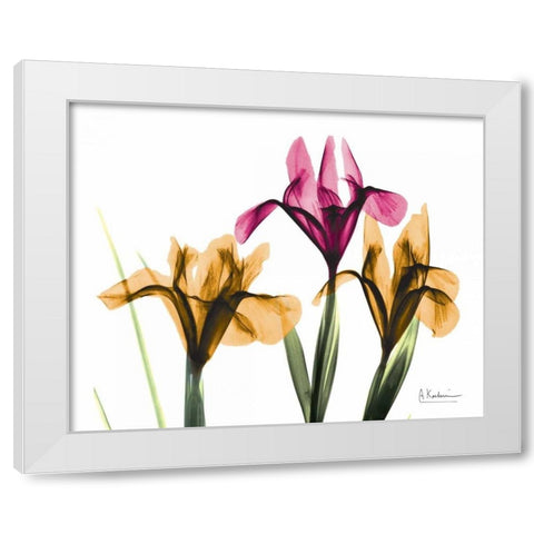 Iris White Modern Wood Framed Art Print by Koetsier, Albert