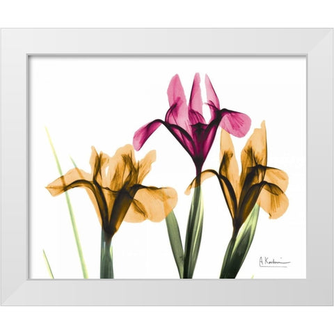 Iris White Modern Wood Framed Art Print by Koetsier, Albert