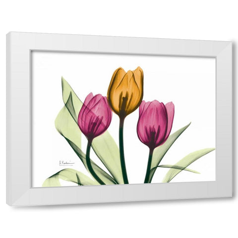 Tulip White Modern Wood Framed Art Print by Koetsier, Albert