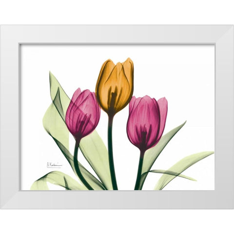 Tulip White Modern Wood Framed Art Print by Koetsier, Albert