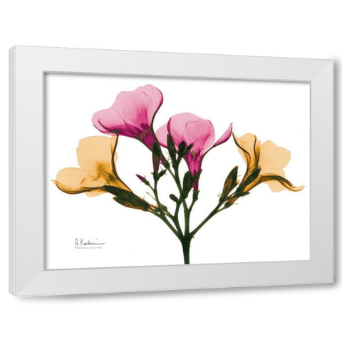 Oleander A56 White Modern Wood Framed Art Print by Koetsier, Albert