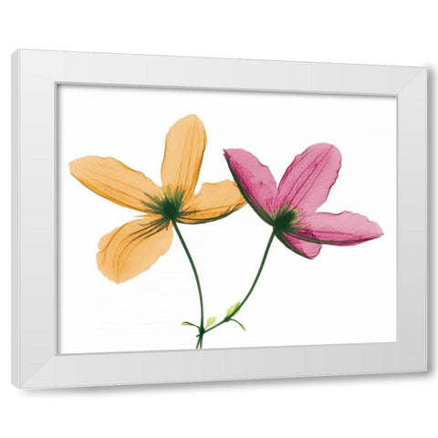 Clematis White Modern Wood Framed Art Print by Koetsier, Albert