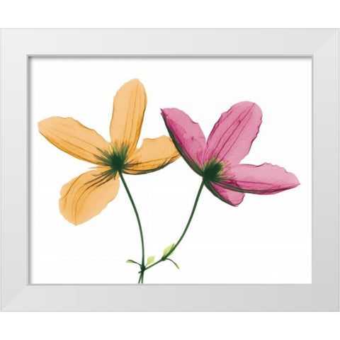 Clematis White Modern Wood Framed Art Print by Koetsier, Albert