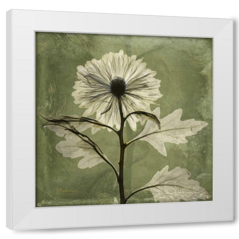 Chrysanthemum White Modern Wood Framed Art Print by Koetsier, Albert