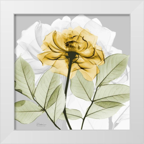 Rose in Gold 3 White Modern Wood Framed Art Print by Koetsier, Albert