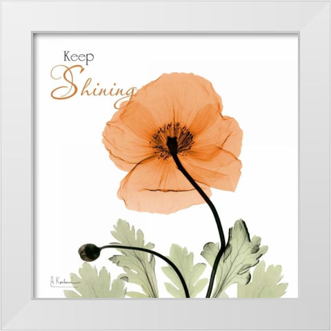 Keep Shining Iceland Poppy White Modern Wood Framed Art Print by Koetsier, Albert