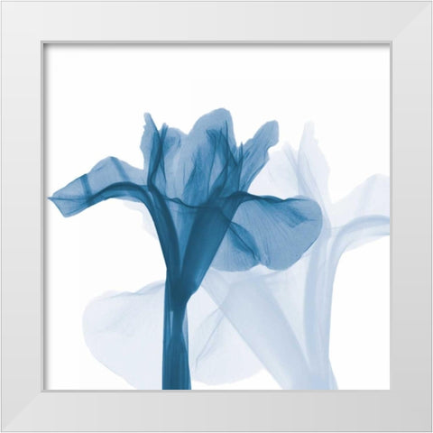 Iris Blues B51 White Modern Wood Framed Art Print by Koetsier, Albert