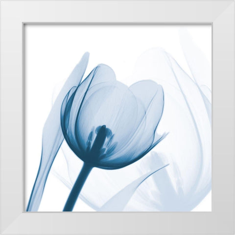 Indigo Tulip White Modern Wood Framed Art Print by Koetsier, Albert