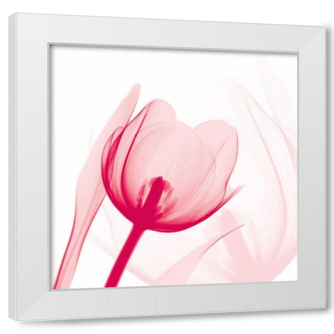 Magenta Tulip C68 White Modern Wood Framed Art Print by Koetsier, Albert