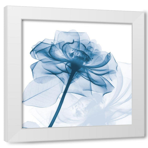 Indigo Rose White Modern Wood Framed Art Print by Koetsier, Albert