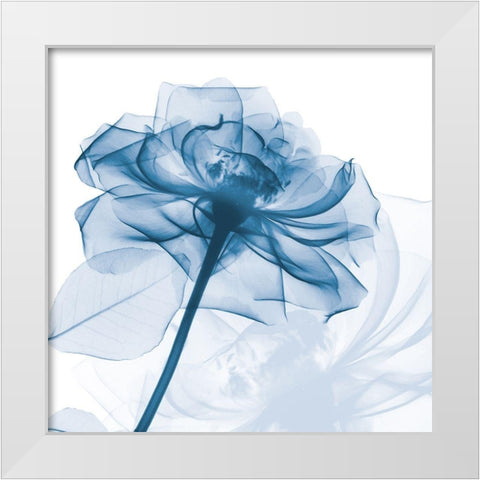 Indigo Rose White Modern Wood Framed Art Print by Koetsier, Albert