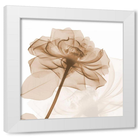 Mocha Rose White Modern Wood Framed Art Print by Koetsier, Albert