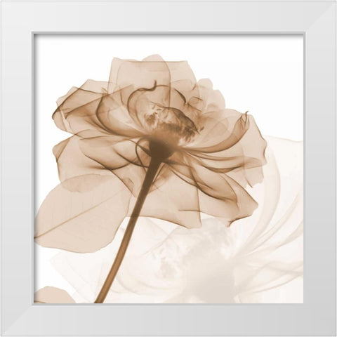 Mocha Rose White Modern Wood Framed Art Print by Koetsier, Albert