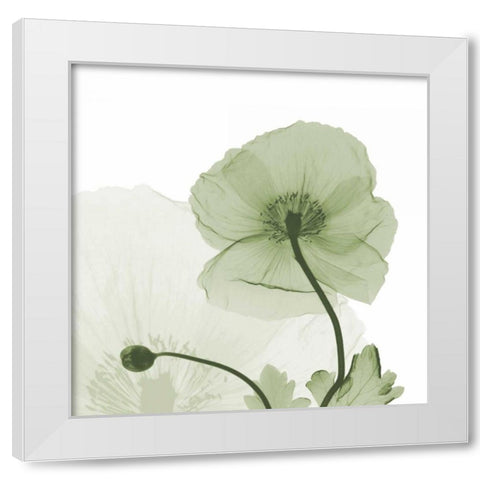 Sage Iceland Poppy White Modern Wood Framed Art Print by Koetsier, Albert