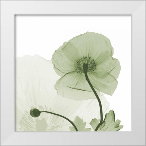 Sage Iceland Poppy White Modern Wood Framed Art Print by Koetsier, Albert