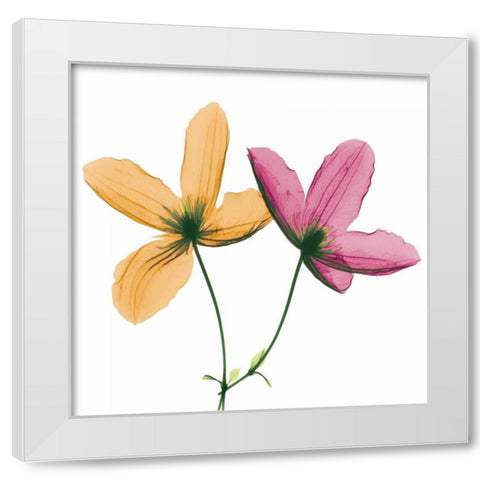 Two Clematis White Modern Wood Framed Art Print by Koetsier, Albert