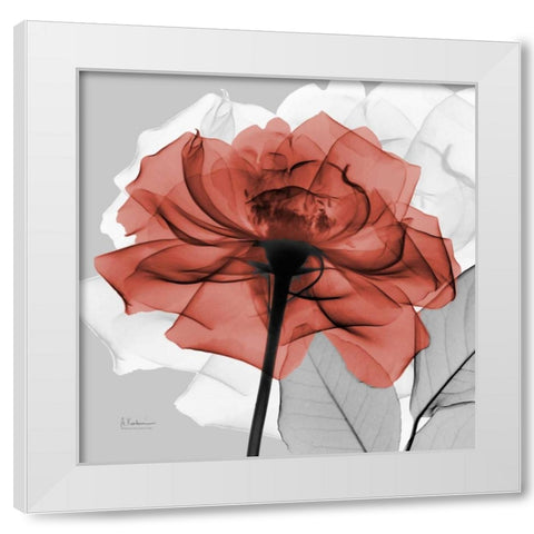 Rose on Gray 1 White Modern Wood Framed Art Print by Koetsier, Albert