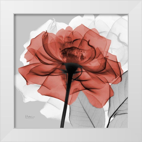 Rose on Gray 1 White Modern Wood Framed Art Print by Koetsier, Albert