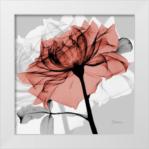 Rose on Gray 2 White Modern Wood Framed Art Print by Koetsier, Albert