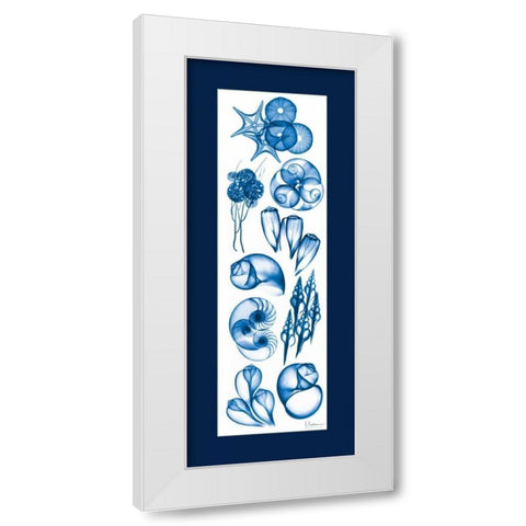 Sealife Blue Mate White Modern Wood Framed Art Print by Koetsier, Albert