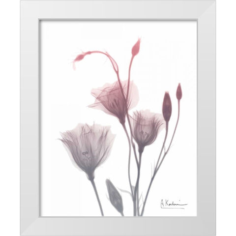 GentianB9 Pink White Modern Wood Framed Art Print by Koetsier, Albert