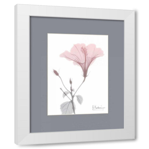 Hibiscus B49 Pink Matte White Modern Wood Framed Art Print by Koetsier, Albert