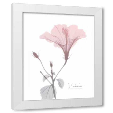 Hibiscus B49 Pink White Modern Wood Framed Art Print by Koetsier, Albert