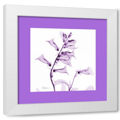 Foxglove  Bordered White Modern Wood Framed Art Print by Koetsier, Albert