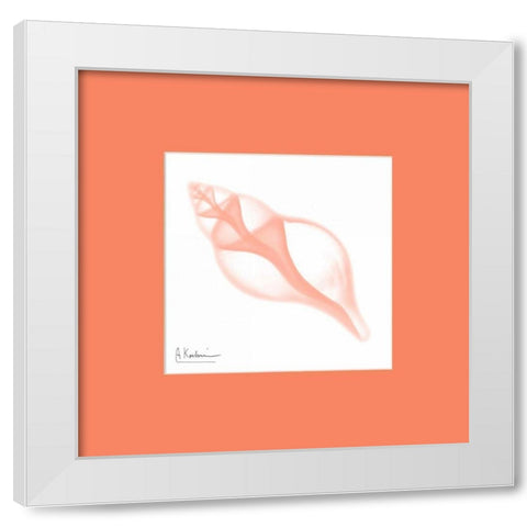 Tulip Shell Peach Matte White Modern Wood Framed Art Print by Koetsier, Albert