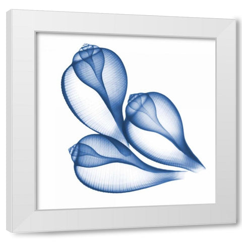 Blue Three Conch White Modern Wood Framed Art Print by Koetsier, Albert