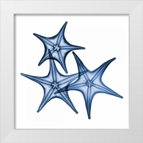 Blue Three Starfish White Modern Wood Framed Art Print by Koetsier, Albert