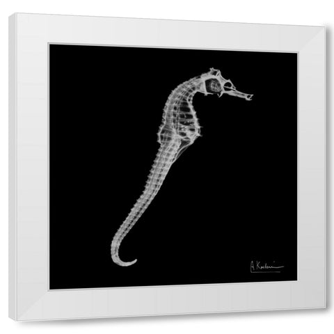 Seahorse In The Black White Modern Wood Framed Art Print by Koetsier, Albert