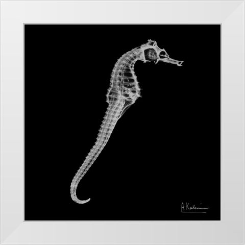 Seahorse In The Black White Modern Wood Framed Art Print by Koetsier, Albert