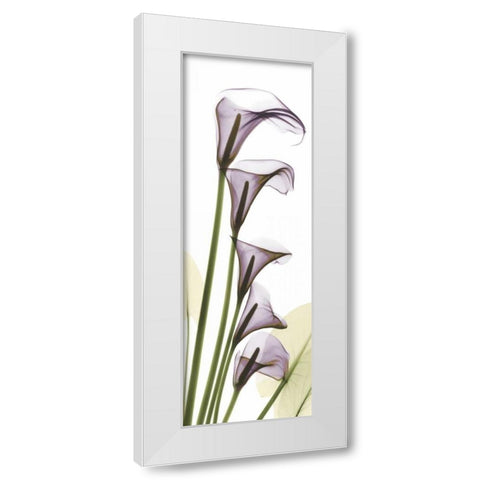 Lavender Dreams White Modern Wood Framed Art Print by Koetsier, Albert