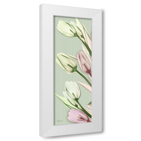 Spring Time Tulips White Modern Wood Framed Art Print by Koetsier, Albert