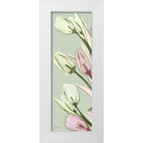 Spring Time Tulips White Modern Wood Framed Art Print by Koetsier, Albert