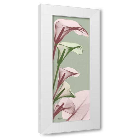 Spring Time Calla Lilies White Modern Wood Framed Art Print by Koetsier, Albert