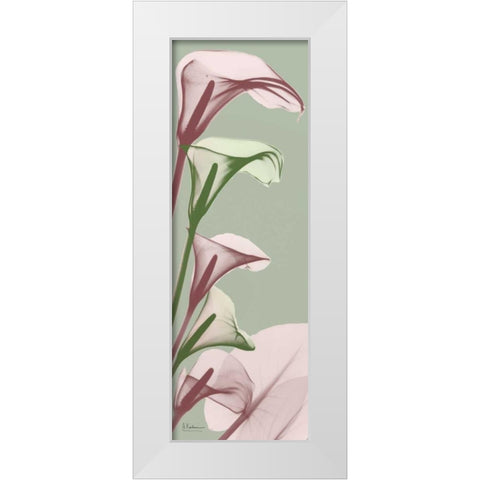 Spring Time Calla Lilies White Modern Wood Framed Art Print by Koetsier, Albert