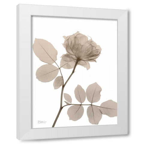 Rose Cream 1 White Modern Wood Framed Art Print by Koetsier, Albert