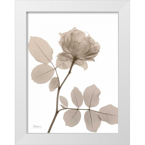 Rose Cream 1 White Modern Wood Framed Art Print by Koetsier, Albert