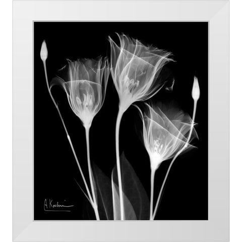 Gentle Gentian White Modern Wood Framed Art Print by Koetsier, Albert