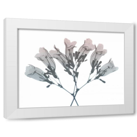 Blooming Jacaranoa 2 White Modern Wood Framed Art Print by Koetsier, Albert